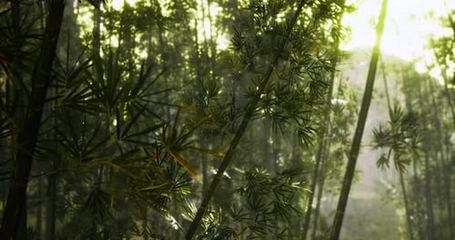 Sunlight Filters Through Dense Bamboo Forest in Tranquil Nature Setting