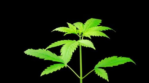 Marijuana Plant Growing
