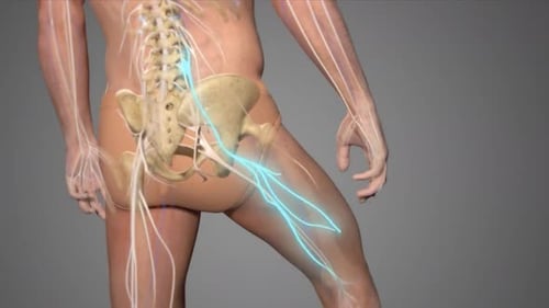 Human spine and nervous system anatomy with highlighted sciatic nerve
