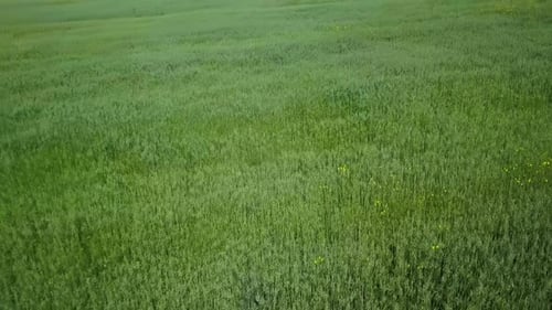 A Beautiful Lush Green Grass Field for Various Enjoyable Outdoor Activities and Relaxation Clip