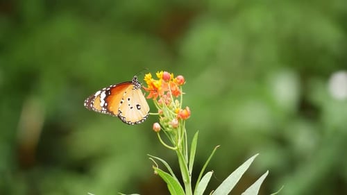 A butterfly rests on a flower