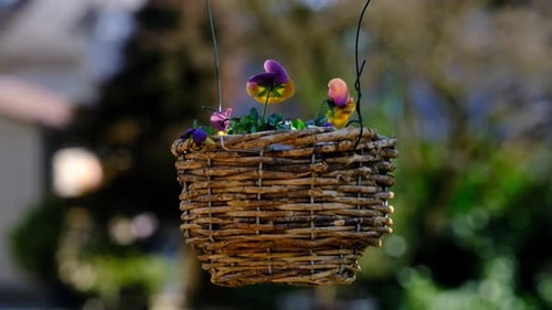 Hanging Basket with Pansies Blooming in Spring Sunlight