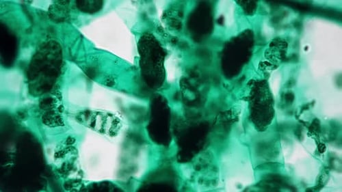 Spirogyra Whole Mount Conjugation Under Microscope 400x Against Bright Field