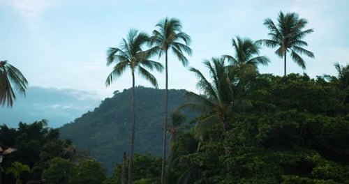 Palm Trees and Green Mountain in the Tropics