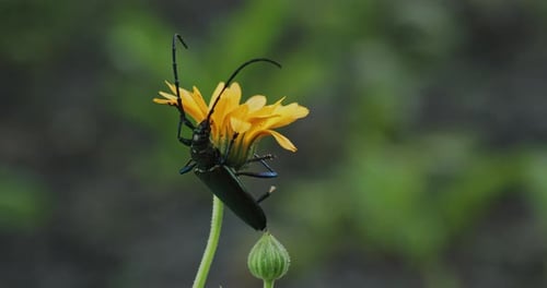 Stunning Beetle on a Bright