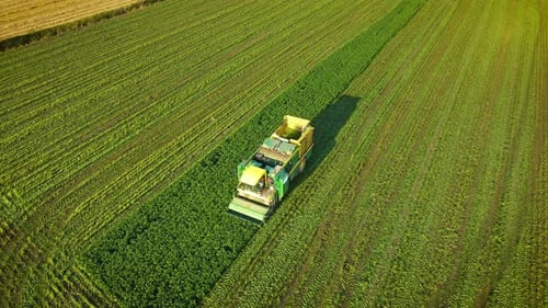 Modern Combine Harvesters Collects String Beans at Green Agricultural Field
