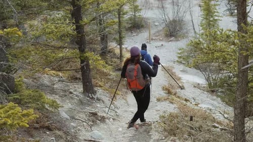 Of Couple Hing in Woods