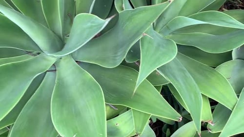panoramic close up of green plant