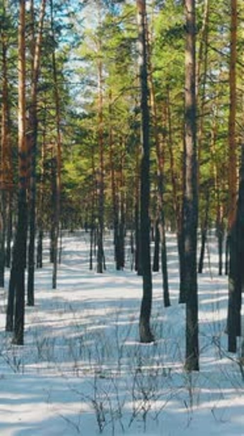 Belle forêt de pins printanière éclairée par un soleil chaud et éclatant