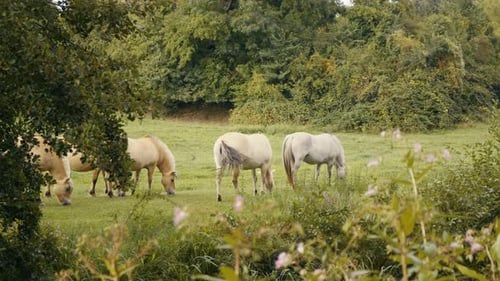 White horses grazing peacefully in open grassy field with forest background during warm daylight