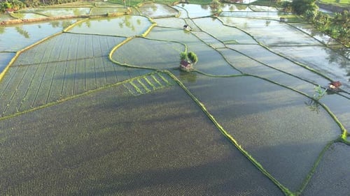 Sunrise over young rice field