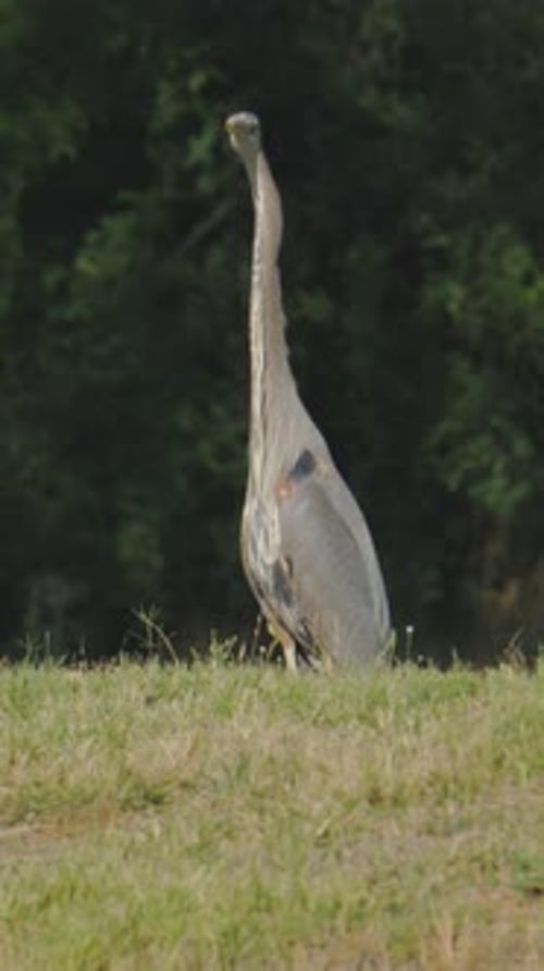 Majestic Heron Standing Tall in Grassy Field