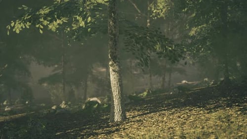 Lush Forest with Sunlight Filtering Through the Trees in a Serene Landscape