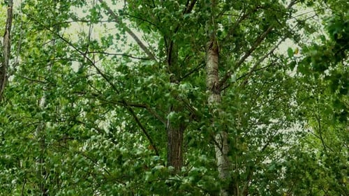 Trees with Green Leaves Swaying in the Breeze