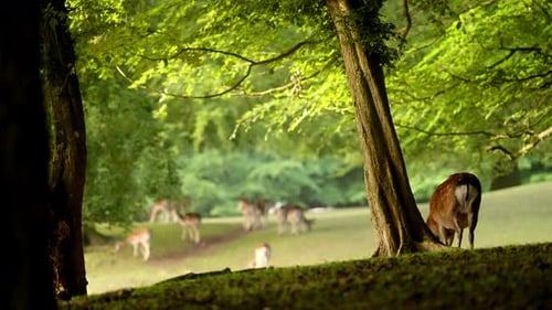 Deer Moving Towards Its Group Of Peers In Forest