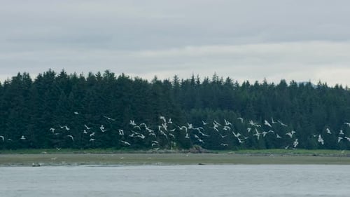 A flock of seagulls flapped their wings from the river wetlands into the sky.