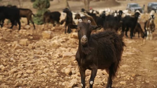 Super slowmotion goat looking to the camera with herd of goats behind