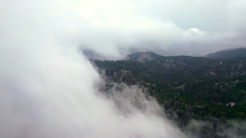 Luftaufnahme Nebelwälder