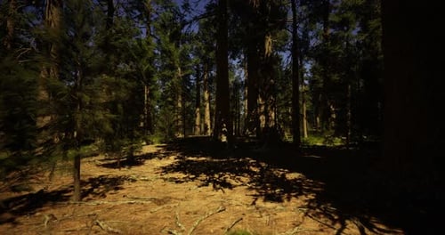 Dense Forest Landscape with Tall Trees and Sunlight Breaking Through