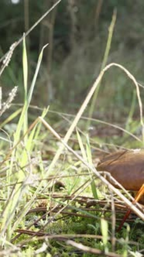 Vertical video. The camera glides through the grass on a sunny glade with mushrooms.