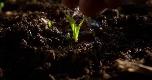 Hand Watering a New Seedling in Soil