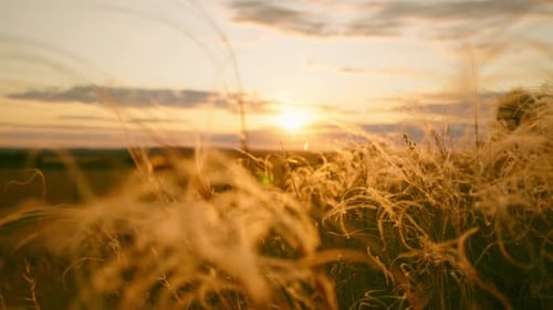 Closeup Wheat Spikelets on Field on Beautiful Nature Sunset Landscape on Sun Rays Grown Rich Harvest