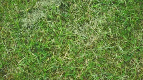 Green Grass Background