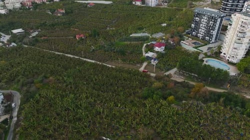 Aerial Video Aerial Footage of a Banana Farm with Scenic Rows of Green Trees
