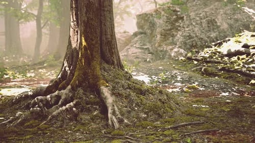 Large and Long Tree Roots with Moss