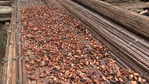 cocoa beans are drying on a bamboo mat