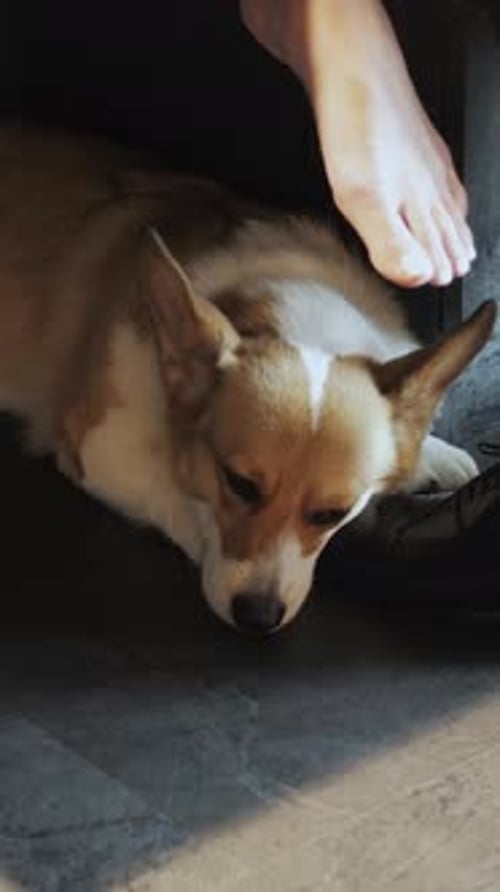 Corgi Dog Receives Gentle Pet from Owner's Foot