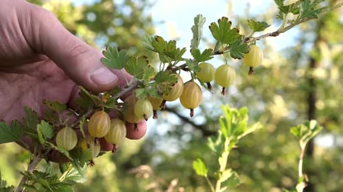 Gooseberry Branch with Fruit in Summer Sunlight