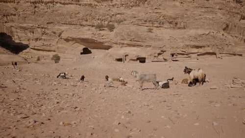 Goat Desert