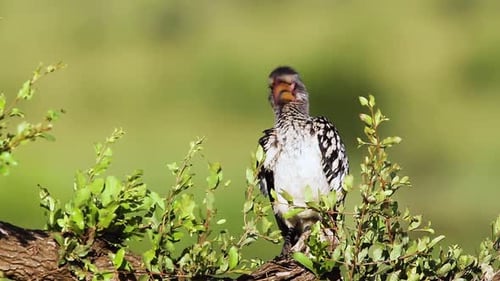 Southern yellow billed hornbill in Kruger National park, South Africa