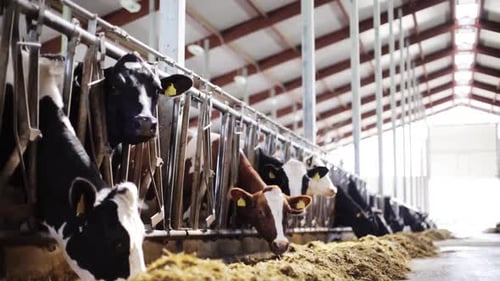 Cows Eating Hay in Barn on Dairy Farm