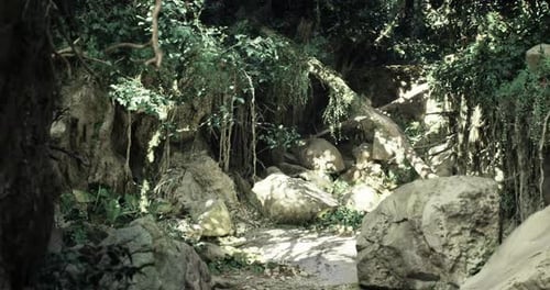 Secluded Forest Path with Sunlight Filtering Through the Trees