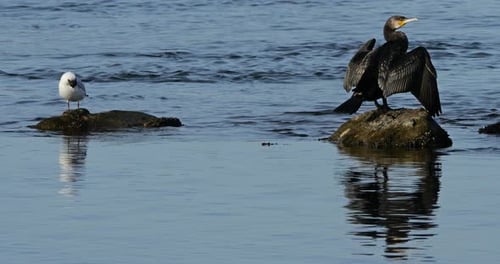 Great cormorants and Black-headed gulls, the Camargue, France.