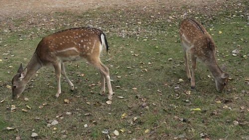Two White tailed spotted young deer grazing in the meadow and eating grass slow motion
