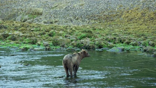 A brown bear stands in a river, looking around as if looking for salmon.