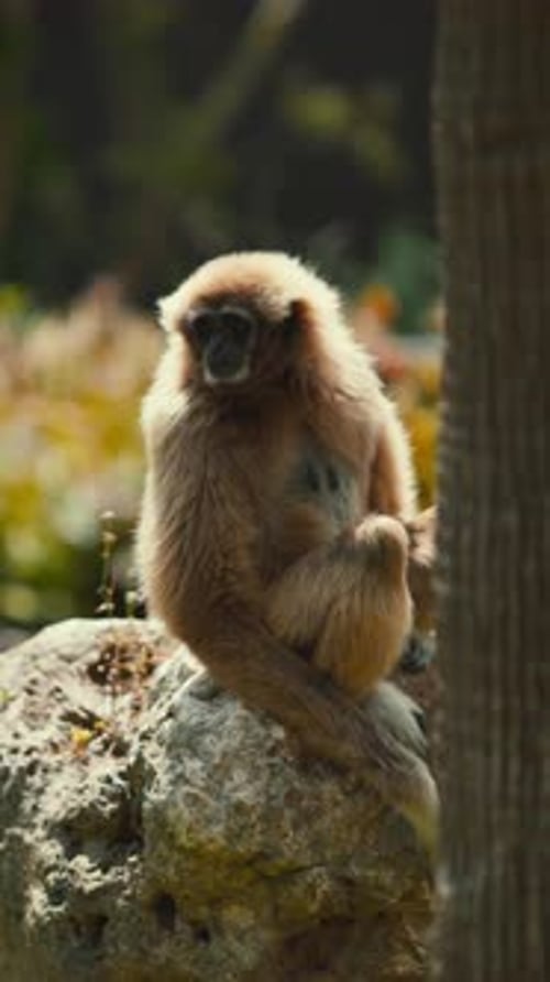 Gibbon est assis sur un rocher dans la forêt pendant une journée d'observation ensoleillée