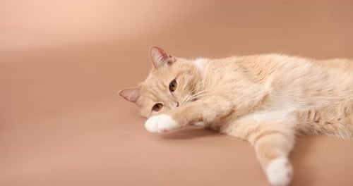 Relaxed orange tabby cat laying on neutral background