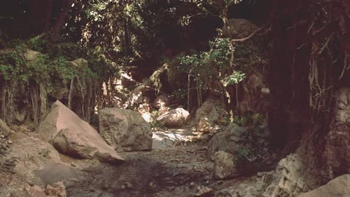 Dirt Path Cutting Through Lush Forest