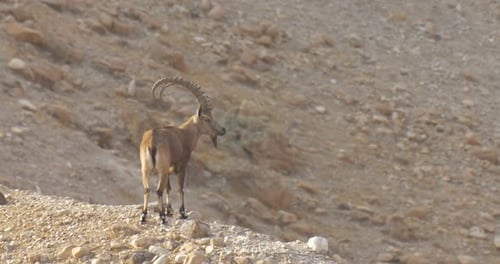 Nubian ibex Male Stands in the desert