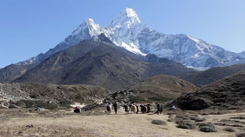 Yaks walking towards the base camp of Ama Dablam with a beautiful view to the mountain