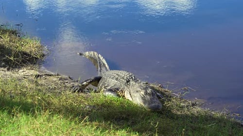 American Alligator in Natural Habitat Dangerous Reptile Resting on Fresh Water Lake Bank in Florida