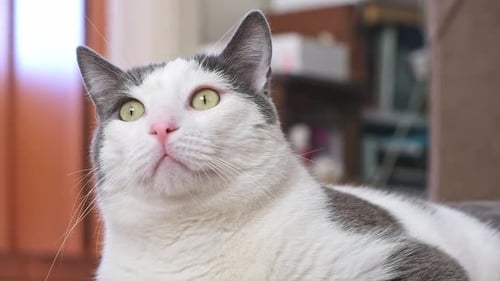 Graue und weiße Hauskatze mit grünen Augen, die zu Hause aussieht, sich bewegt