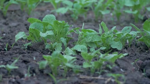Small Green Plants Growing in Garden Soil