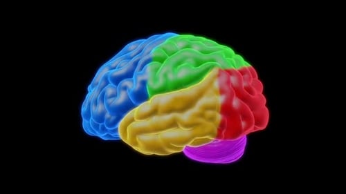Rotating 3D Human Brain Anatomy with Colored Lobes