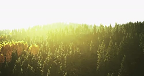 Lever de soleil illuminant un paysage forestier luxuriant avec des arbres vibrants