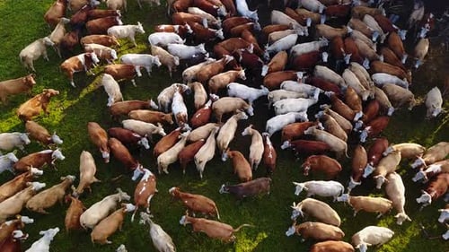 Lush green pasture with large herd of cows, Aerial footage